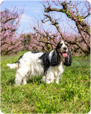 https://chiens-de-france.com/photo/chiens/2023_10/tn200/TN200_2026030912083969aeaa3790cca.jpg