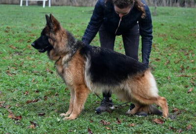 https://chiens-de-france.com/photo/chiens/2023_10/tn200/TN200_2026050421320969f8f439f1f49.jpg