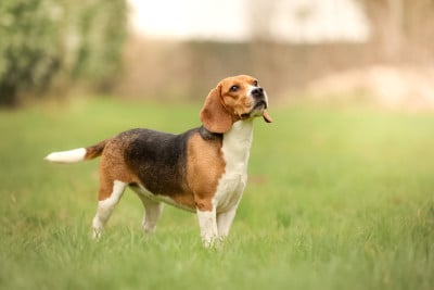 https://chiens-de-france.com/photo/chiens/2023_10/tn200/TN200_202605282155266a189dae73569.jpg