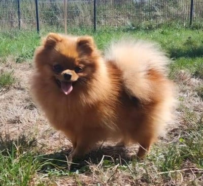 https://chiens-de-france.com/photo/chiens/2023_10/tn200/TN200_202606291459226a426c2a8c0f7.jpg