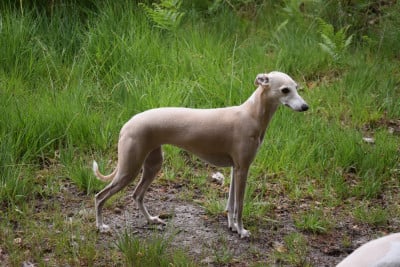 https://chiens-de-france.com/photo/chiens/2023_10/tn200/TN200_202607011651166a452964a4af7.jpg
