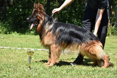 Shadow Des Terres De Jezabel