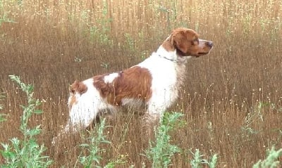 CH. TR. Texas De la plaine marat