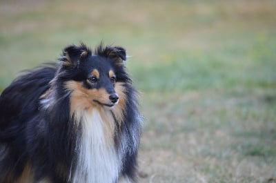 https://chiens-de-france.com/photo/chiens/2023_10/tn200/TN200_chiens-Shetland-Sheepdog-b699d3fe-243c-f604-e556-2051525f8606_min.jpg