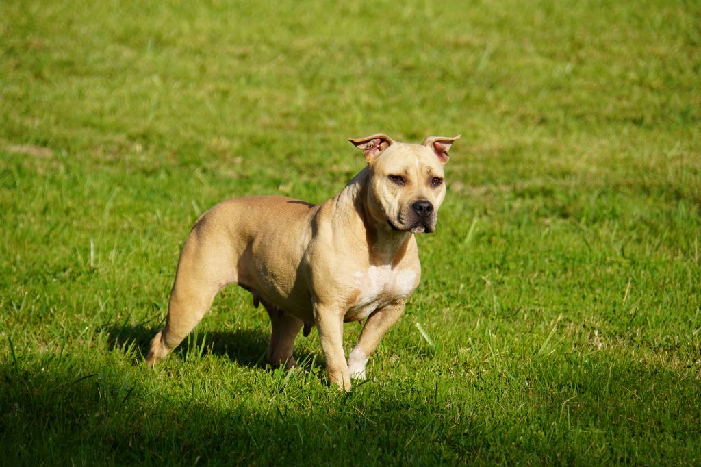 Ruby Forgiveness American Dog