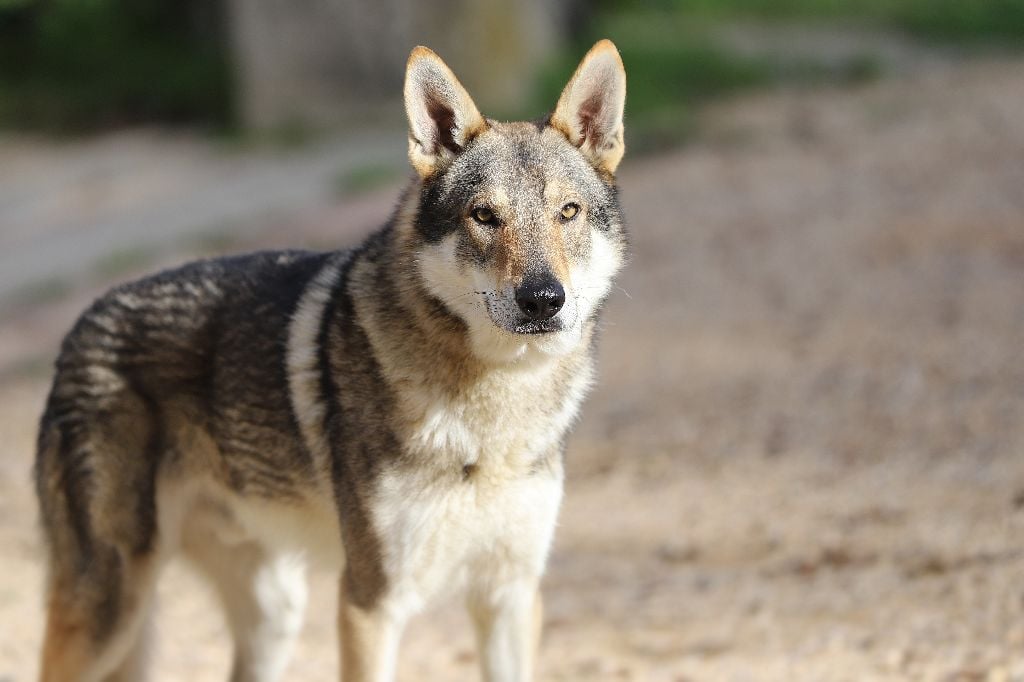 Les Chien-loup tchecoslovaque de l'affixe   De la combe noire