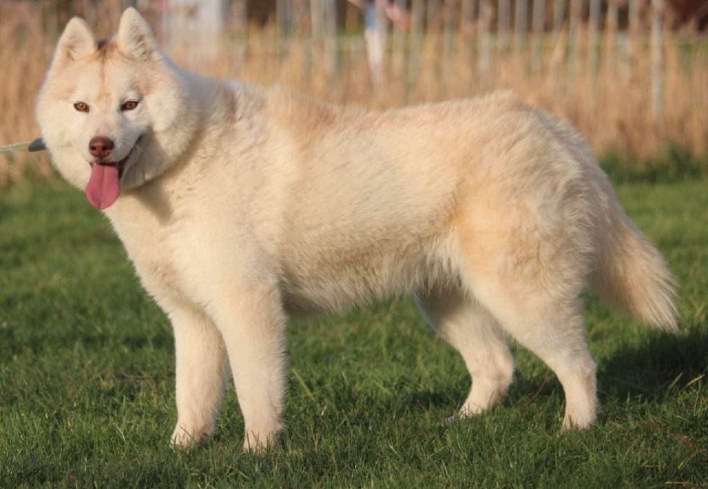 Les Siberian Husky de l'affixe   Des Guerriers D'Ypenburg