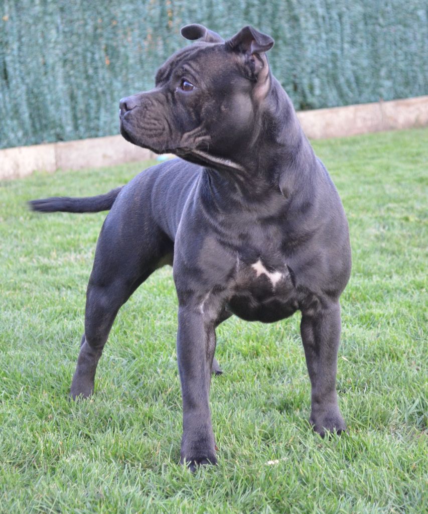 Les Staffordshire Bull Terrier de l'affixe   Elevage Heart Breakers