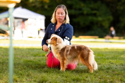 https://chiens-de-france.com/photo/chiens/2023_11/tn200/TN200_202602151612126991e24ca8916.jpg