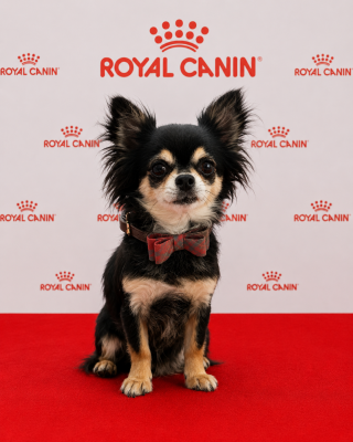 https://chiens-de-france.com/photo/chiens/2023_11/tn200/TN200_202606071944296a25adfd7178b.png
