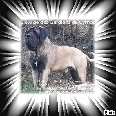 Ribellu Des Gardiens De Cyrnos