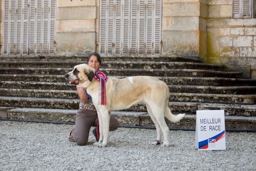 CH. Perla Du Haras Du Paty