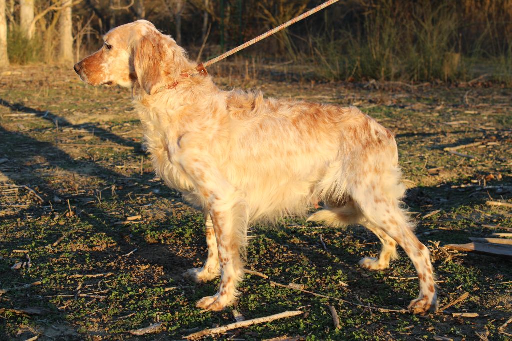 general.Les Setter Anglais general.delaffixe  Du Mas D'Elna