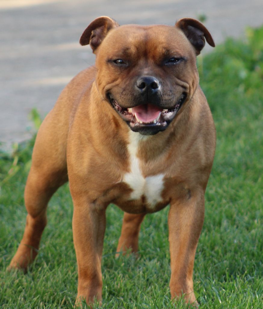 Les Staffordshire Bull Terrier de l'affixe   De La Vallée De L'hermine Blanche