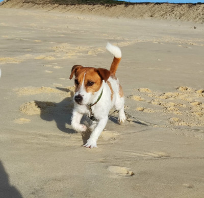 Pongo (Sans Affixe)