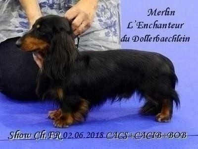 CH. Merlin l'enchanteur du Dollerbaechlein