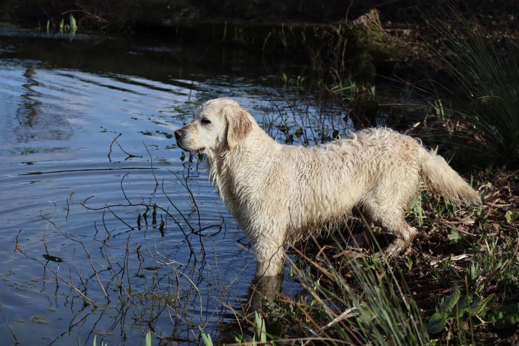 Les Golden Retriever de l'affixe   de la Patte en Nord