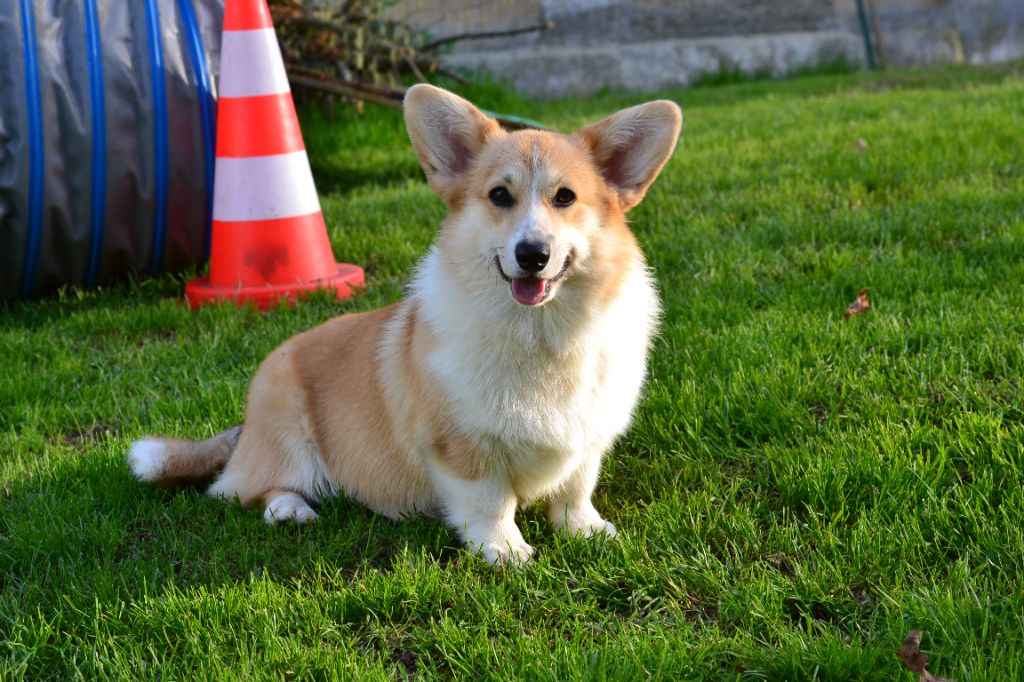 Les Welsh Corgi Pembroke de l'affixe   Des Dragons Des Lacs