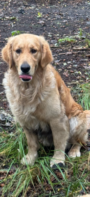 Uno dit upper De La Vallée Des Golden D'Or