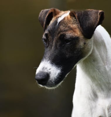 https://chiens-de-france.com/photo/chiens/2024_01/tn200/TN200_202602160921266992d386ac040.jpg