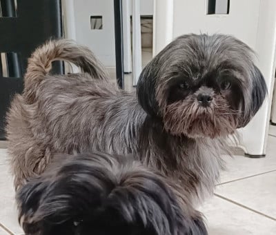 https://chiens-de-france.com/photo/chiens/2024_01/tn200/TN200_2026030310111569a6a5b3231a9.jpg