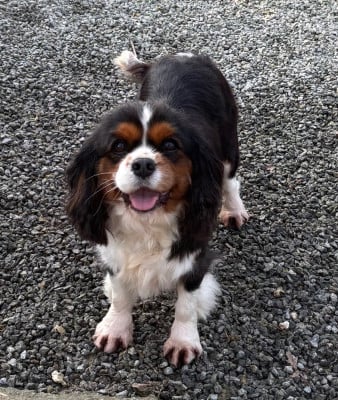 https://chiens-de-france.com/photo/chiens/2024_01/tn200/TN200_2026032314494969c144fd501a1.jpg