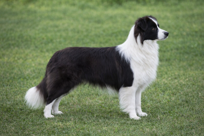 https://chiens-de-france.com/photo/chiens/2024_01/tn200/TN200_2026040210491469ce2d8a6db38.png