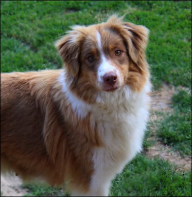 https://chiens-de-france.com/photo/chiens/2024_01/tn200/TN200_2026050722165069fcf3327935d.jpg
