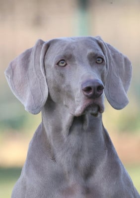 https://chiens-de-france.com/photo/chiens/2024_01/tn200/TN200_202605202247566a0e1dfc21f74.jpg
