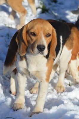 https://chiens-de-france.com/photo/chiens/2024_01/tn200/TN200_202605231105106a116dc64092c.jpg
