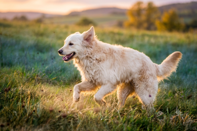 https://chiens-de-france.com/photo/chiens/2024_01/tn200/TN200_202607022100076a46b537457be.png