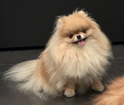 floryartpom's Elodie the secret