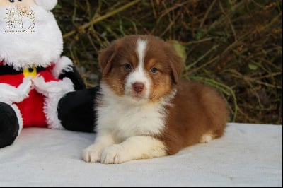 https://chiens-de-france.com/photo/chiens/2024_01/tn200/TN200_chiens-Berger-Australien-85eb66a4-3c6c-5d94-3966-8b2d4364849a_min.jpg
