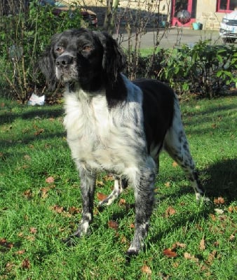 https://chiens-de-france.com/photo/chiens/2024_01/tn200/TN200_chiens-Epagneul-Breton-76513eda-277c-6a74-adab-963bfdb6ed78_min.jpg