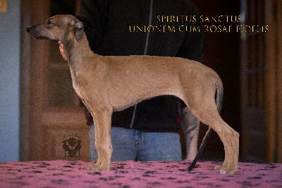 https://chiens-de-france.com/photo/chiens/2024_01/tn200/TN200_chiens-Greyhound-fe8a1441-a522-c3e4-f9f0-7f809c21cdb3_min.jpg
