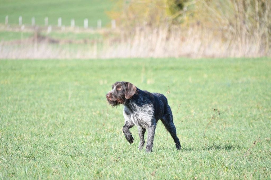 Tasco Vom hundegelaut