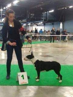 Les Bull Terrier de l'affixe   des Vallons de Haute Bretagne