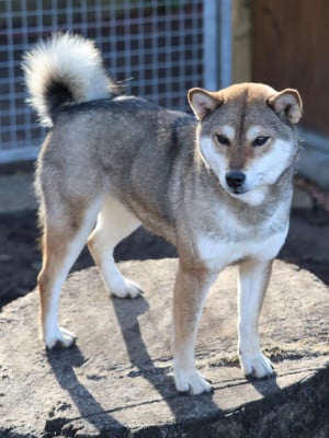 https://chiens-de-france.com/photo/chiens/2024_02/tn200/TN200_20260130183841697ceca1650a7.jpg