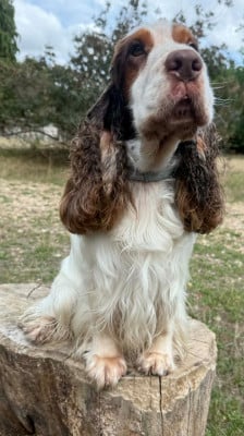 Sherlock holmes Du domaine des clayeux