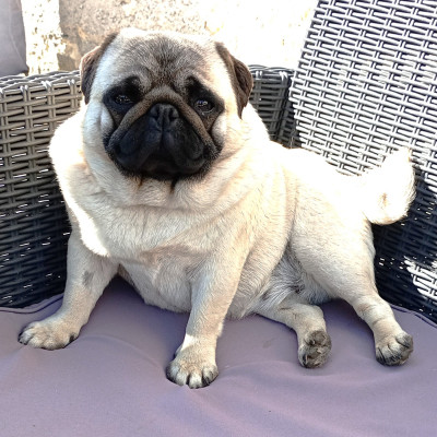 https://chiens-de-france.com/photo/chiens/2024_02/tn200/TN200_2026033109512969cb7d0160288.jpg