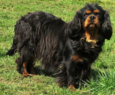 https://chiens-de-france.com/photo/chiens/2024_02/tn200/TN200_202605151714046a07383c8dd6b.jpg