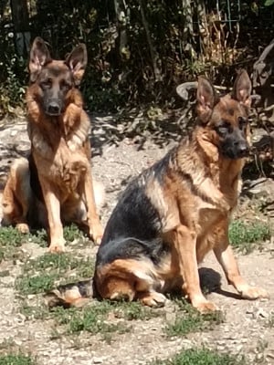 https://chiens-de-france.com/photo/chiens/2024_02/tn200/TN200_202608081445566a77250403c20.jpg