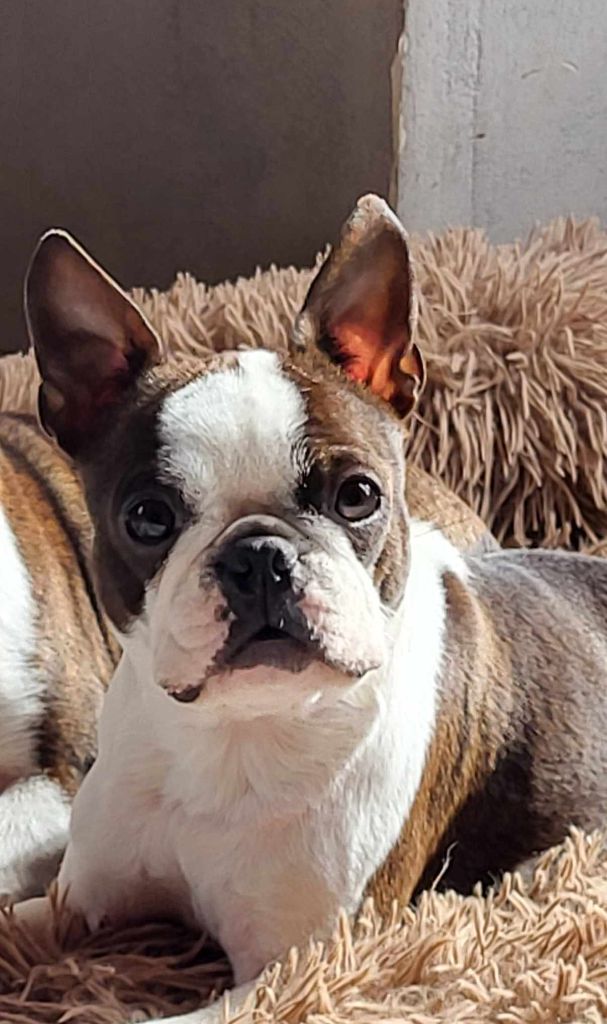 Les Boston Terrier de l'affixe   Du Domaine Des Pensées Magiques