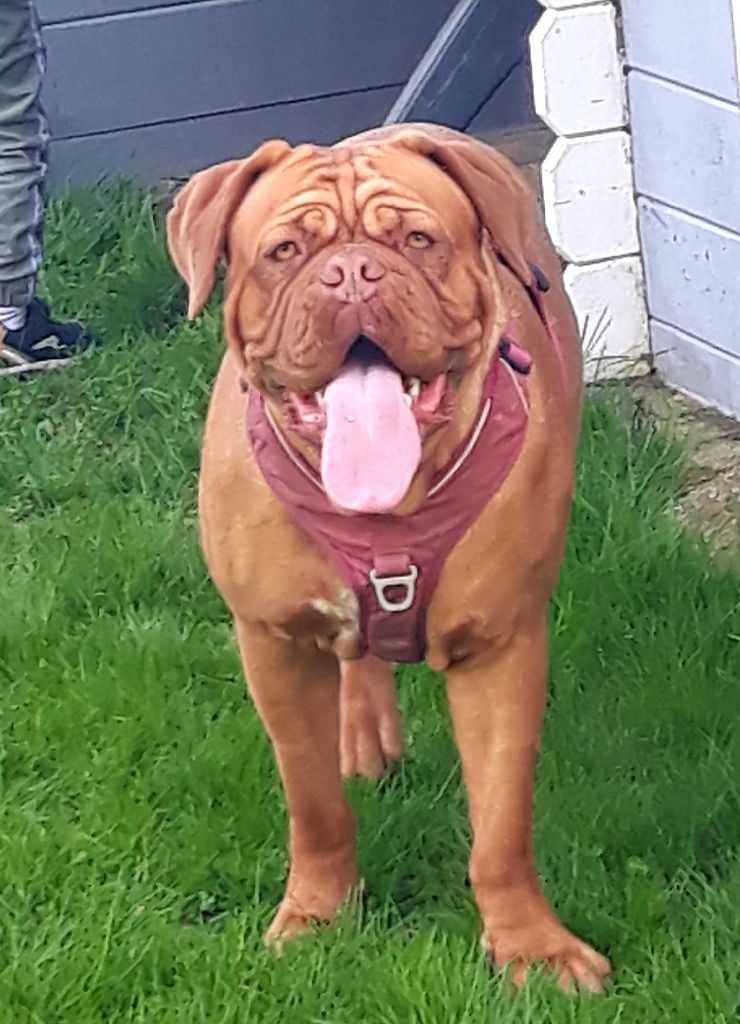 Les Dogue de Bordeaux de l'affixe   De La Taniere De Luperca