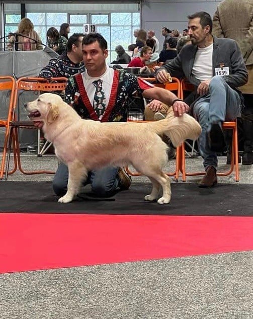 Les Golden Retriever de l'affixe   De La Butte Des Crocs Blancs