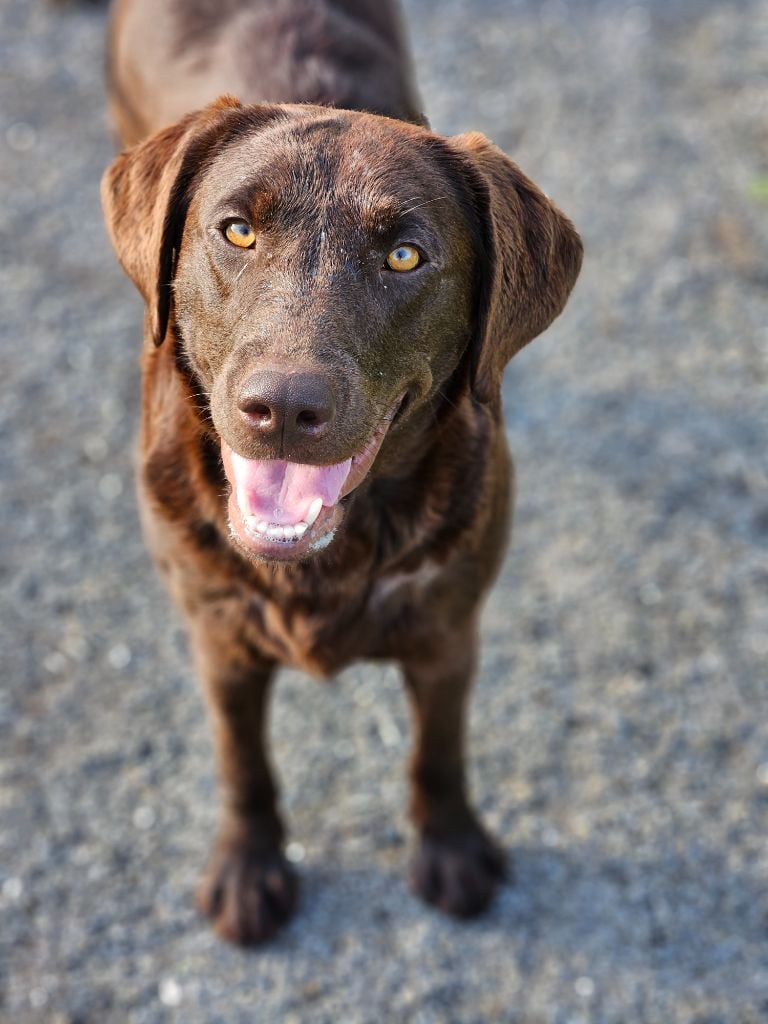 Les Labrador Retriever de l'affixe   De La Tribu Des Vagabonds