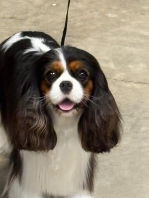 https://chiens-de-france.com/photo/chiens/2024_03/tn200/TN200_2025111018144269121d8249561.jpeg