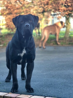 Torano des Gardiens de Maelys