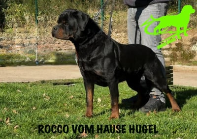 Rocco Vom Hause Hugel