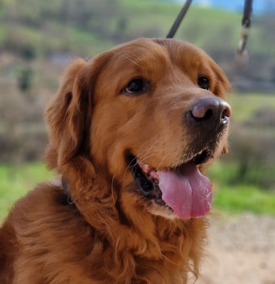 double willow Sole rosso